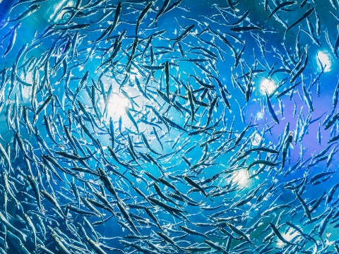 海の中で魚の群れが円を描いて泳いでいる