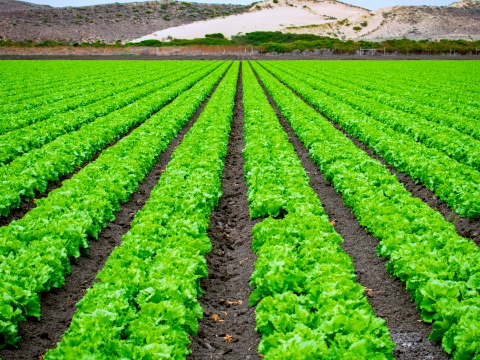 大規模な野菜畑