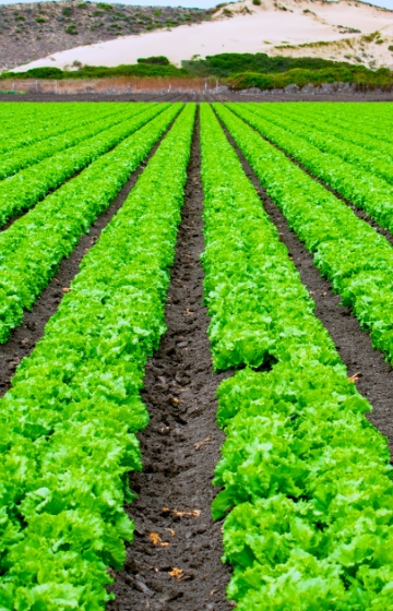 大規模な野菜畑